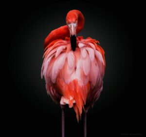 PEDRO JARQUE KREBS YelowKorner 1