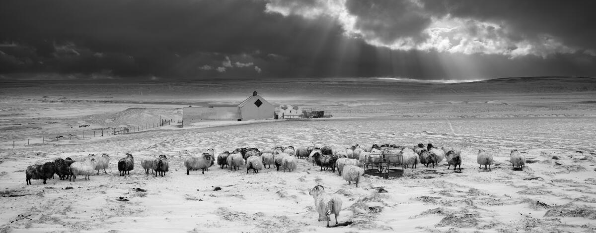 Photographie noir et blanc : le guide complet Série de tirages photo noir et blanc sur un mur de galerie, portraits et scènes urbaines