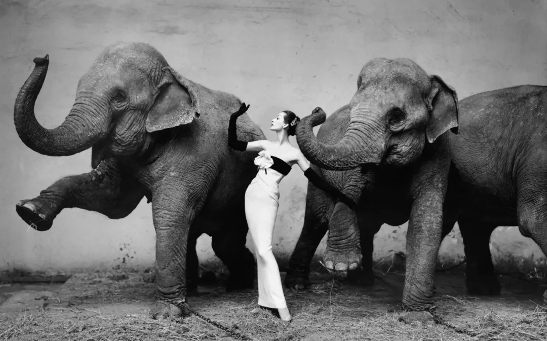 Richard Avedon : Le Photographe qui a Redéfini la Mode et le Portrait